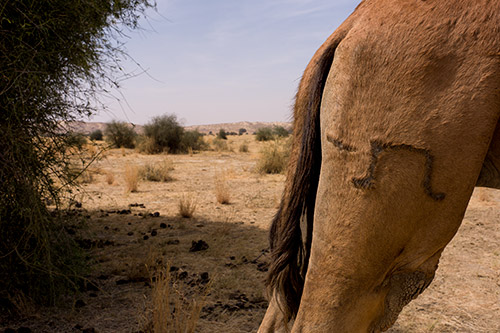 My property or yours? A camel branded with it's owners symbol deep in the Rajasthani desert.